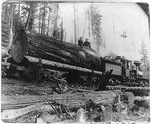 PovijesneFindings Foto: Washington, vlak za sječu, planina, trupci, jelsko stablo, promjera 12 stopa, C1908