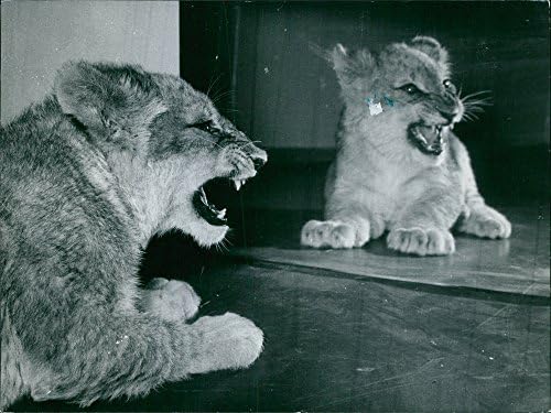 Vintage fotografija refleksije Lion Cub -a u ogledalu.